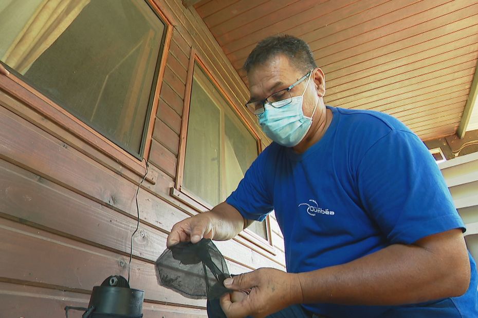 Les moustiques porteurs de la Wolbachia s imposent à Nouméa à Dumbéa