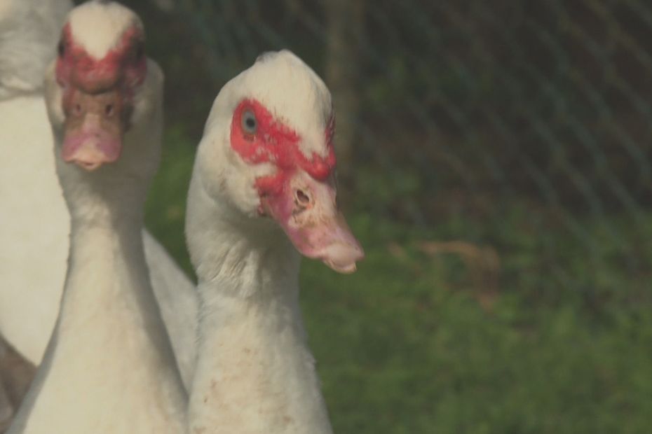 P Nurie De Canards Un Leveur De Sainte Marie A Anticip La Crise