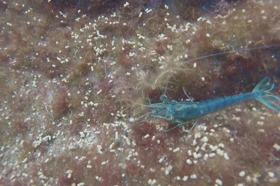 Des Crevettes Bleues Lev Es Dans Le Lagon De Tahaa