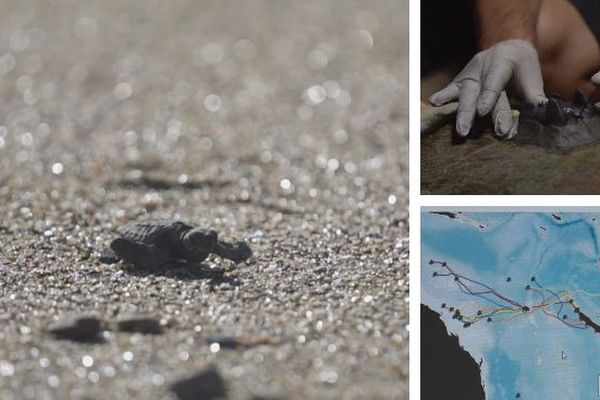 Balisage des tortues : étude de leurs migrations