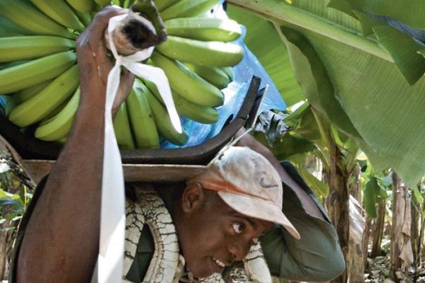 Les ouvriers de la banane à la SA Bois Debout