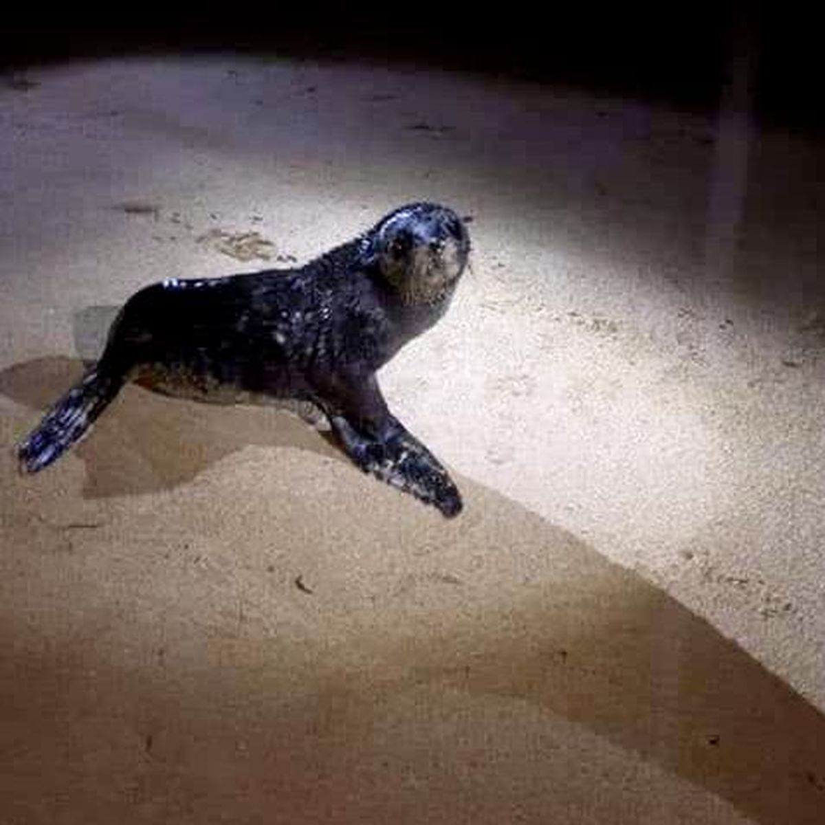 Tubuai Un Bebe Otarie Retrouve Sur Une Plage Polynesie La 1ere