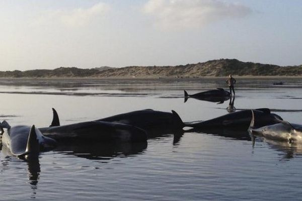 419 baleines se sont échouées sur une plage de Nouvelle Zélande