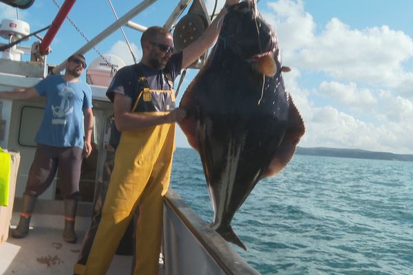 L'ARDA participe à plusieurs campagnes scientifiques pour mieux connaître les ressources des zones de pêche. Comme ici le balisage de flétans dans le cadre de l'Opération Flamenco.