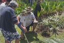 Journée mondiale du cocotier : à Raiatea, les habitants ont toujours la fibre