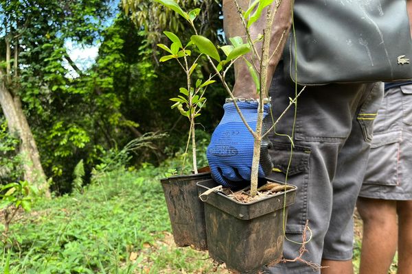 Une opération de reboisement a été organisée par les Naturalistes ce mercredi