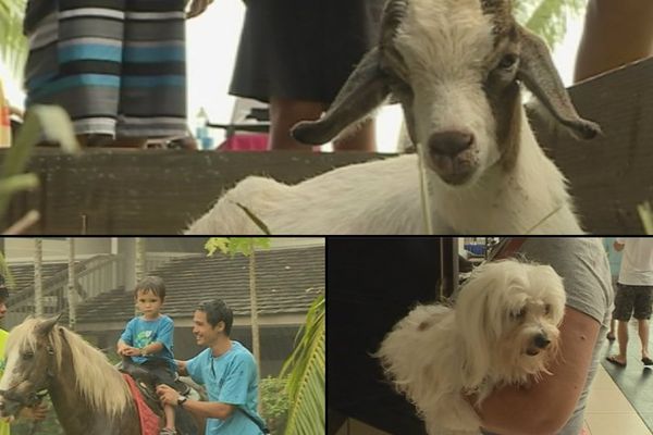 Le Salon des animaux ouvert tout ce week-end à Arue