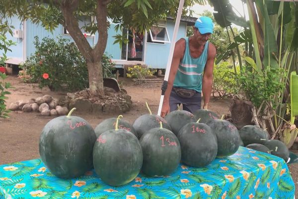 pastèques de John à Tahaa