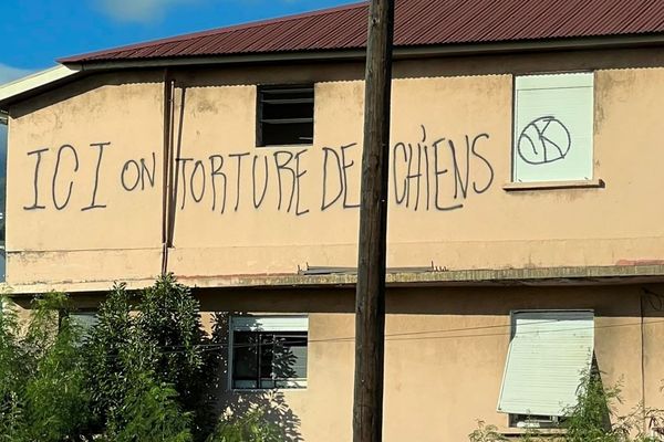 Juin 2023 Des chiots enfermés dans un squat de Saint-Denis, sans eau ni nourriture, sauvés par l'association APEBA