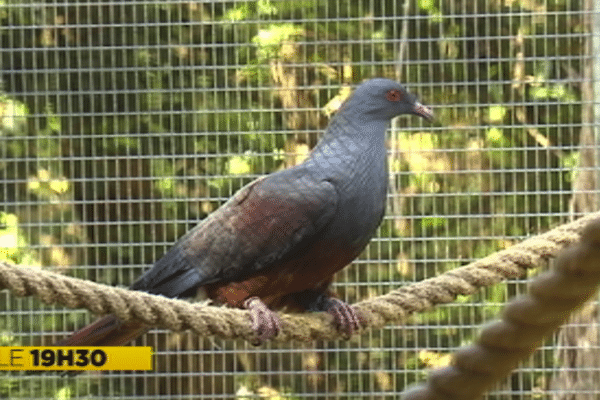 Un notou au Parc zoologique et forestier de la Province Sud