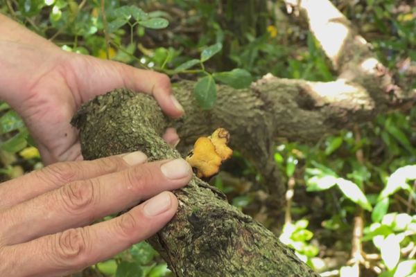 Un champignon du Nord-Grande Terre en Guadeloupe