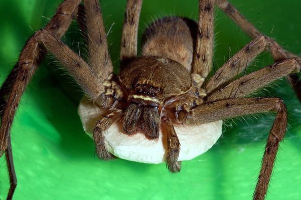 Faut Il Avoir Peur Des Araignees Pourquoi Sont Elles Necessaires Decry