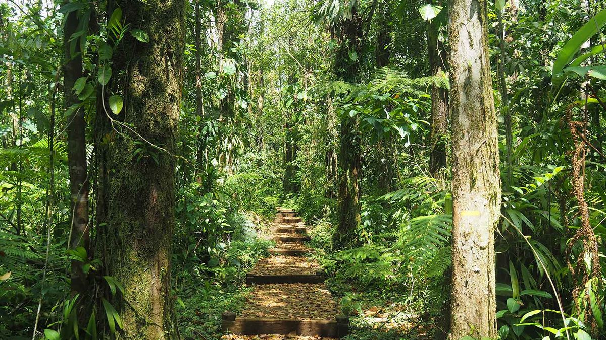 La forêt, ça sapprend - Guadeloupe la 1ère