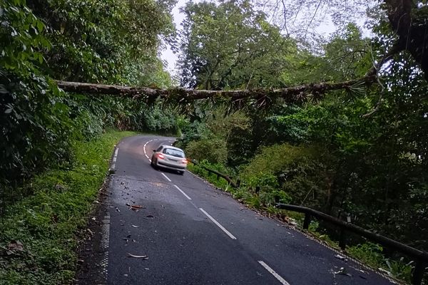 Un arbre a chuté en travers de la route des Mamelles ce dimanche 19 janvier 2025