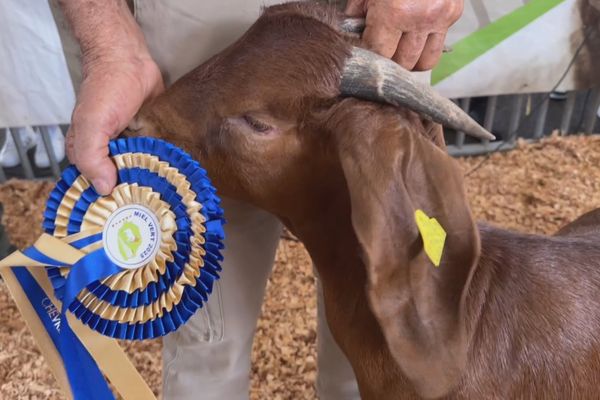 Concours de cabris de race, Miel Vert 2025