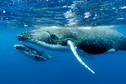 En Polynésie, l'essor du tourisme des baleines suscite des craintes pour la santé des cétacés