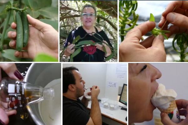 Au Brésil, les nouvelles variétés de vanille sauvage sont très prometteuses.