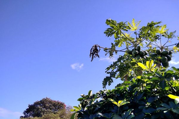 Ciel bleu et papaye dans le Sud 8 juillet 2022