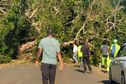 Une route bloquée à Tsingoni après la chute d'un arbre