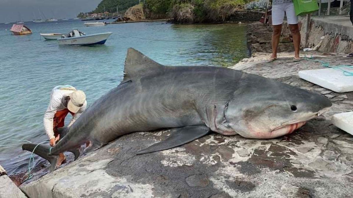 Apr s la capture d un requin dans un filet pour lambis le R seau