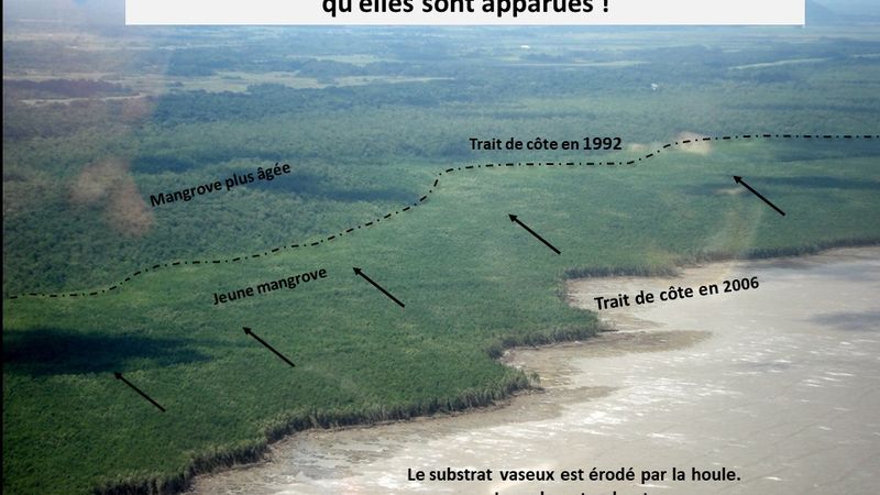 Mangrove de Guyane