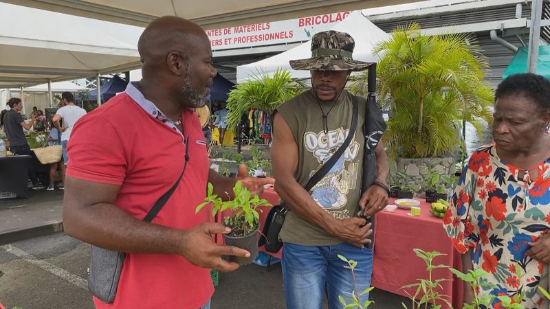 Des plantes de Guadeloupe dans la pharmacopée française - Guadeloupe la 1ère