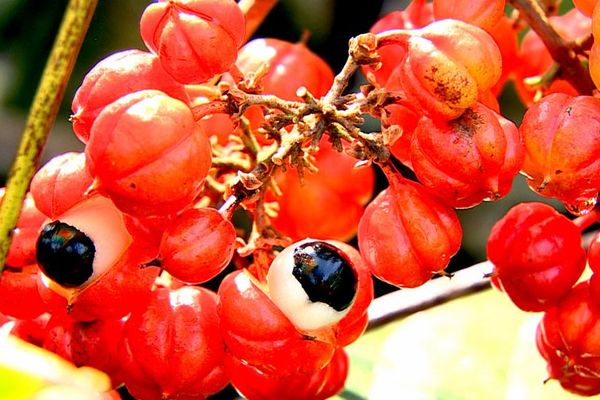 Guarana 