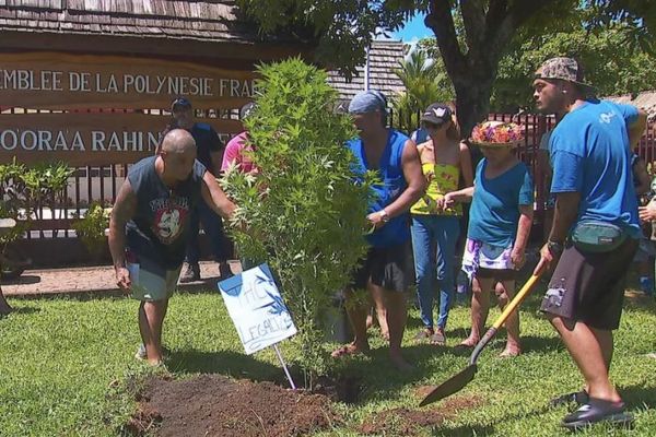 Bientôt un colloque sur le cannabis à Tahiti ?