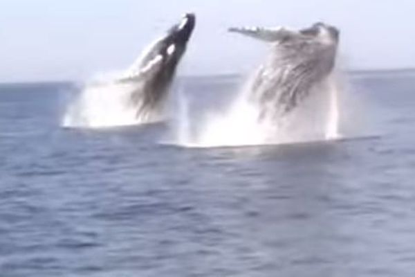 Double saut baleines