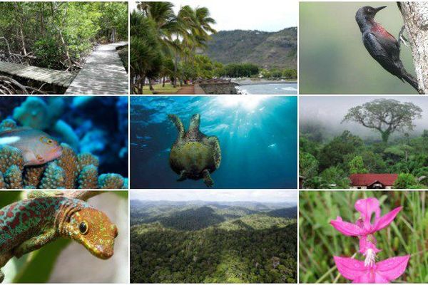 La biodiversité Outre-mer