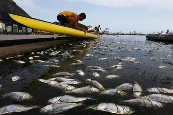 poissons morts