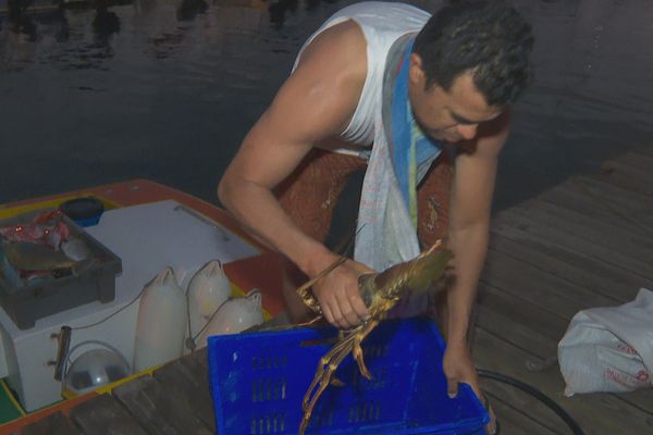 Pêche à la langouste