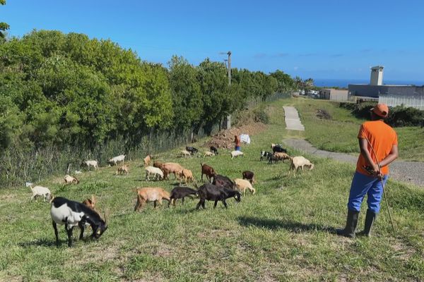 Une trentaine de cabris assurent la tonte des abords de la prison de Domenjod, sous la surveillance de détenus spécialement formés.