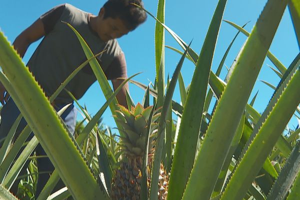 Cultiver bio demande certaines techniques et plus de temps. Mais le résultat est là.