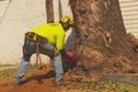 La ville de Papeete abat les arbres qui présentent un danger