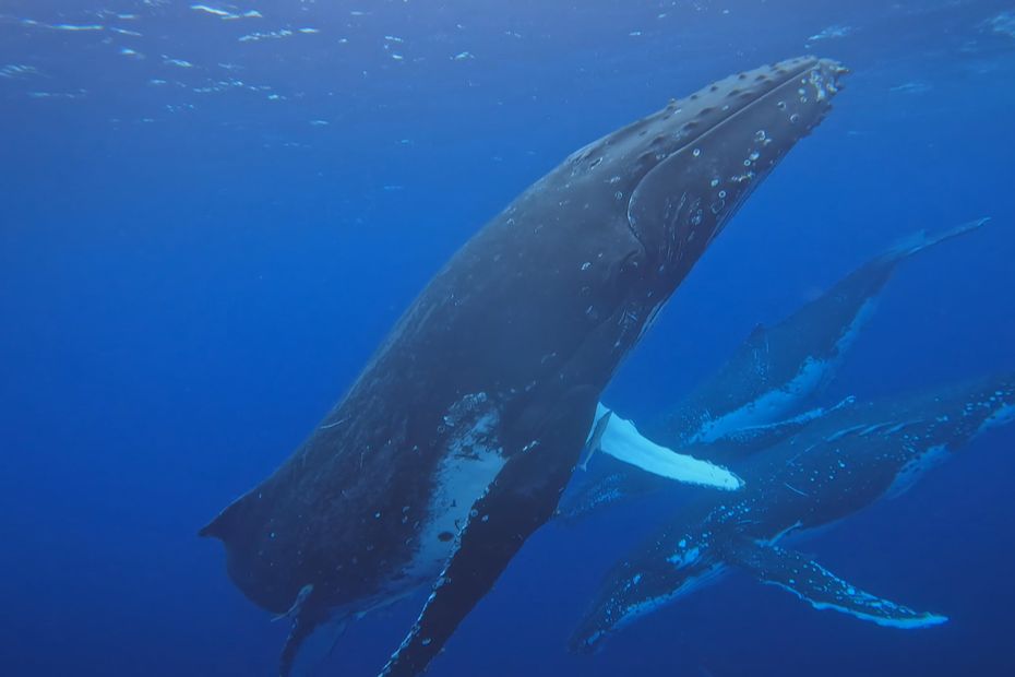 Les Habitants De Lifou Se Réjouissent Du Retour Des Baleines