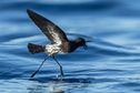 L’association Bird conservation au chevet de l'océanite tempête, un oiseau marin très rare