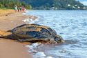 Nouvelle saison "inquiétante" pour les pontes de tortues marines en Guyane