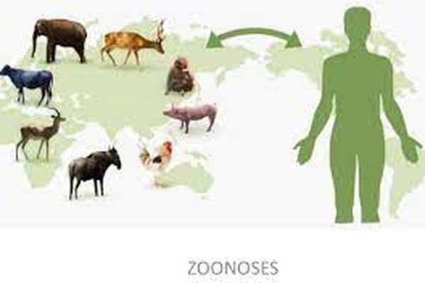 zoonoses