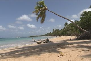 Plusieurs Plages De Sainte Anne Sont Interdites à La