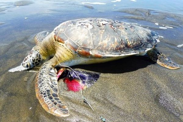 Tortue échouée