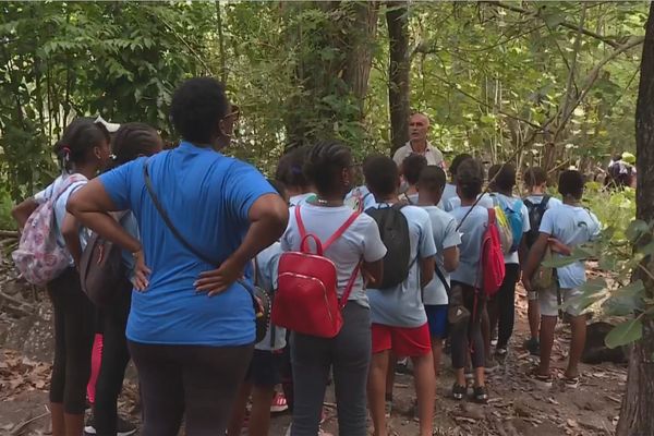 Visite du sentier pédagogique de l’Anse à la Barque, à Vieux-Habitants - juin 2022.