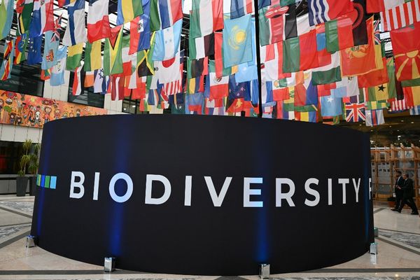 Photographie d'une installation avec les drapeaux des pays participant à la conférence sur la biodiversité COP16 au siège de l'Organisation des Nations Unies pour l'alimentation et l'agriculture (FAO) à Rome, le 25 février 2025.