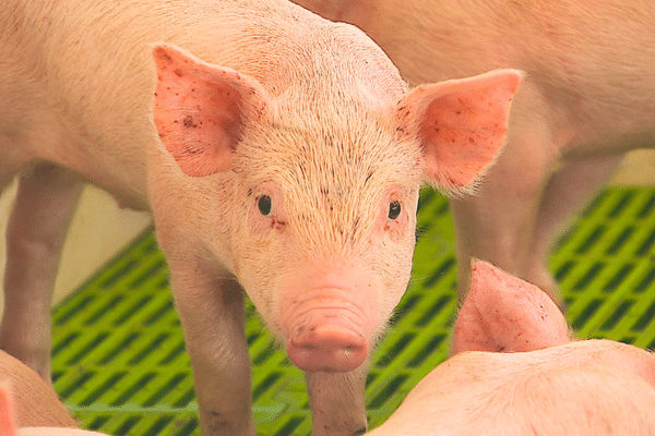 Petit porcelet de l'élevage de Teking Lai Ah Tché à Papeari. (20 avril 2024)