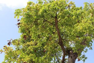 Guadeloupe Plus De 250 Espèces De La Flore Menacées