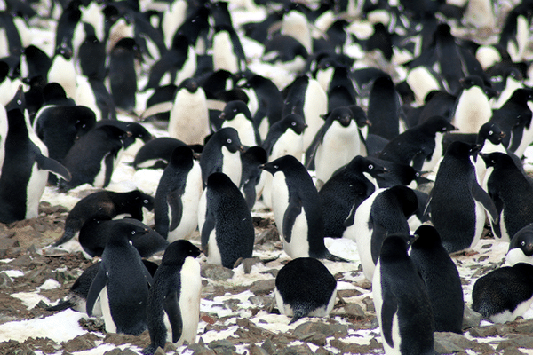 Découverte surprise de 1,5 million de manchots Adélie isolés en Antarctique