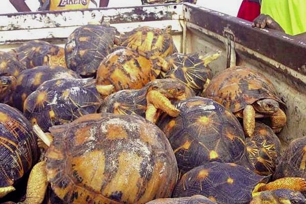 12 tortues étoilées et 4 tortues araignées saisies le 27 mars à Mada 1 avril 2022