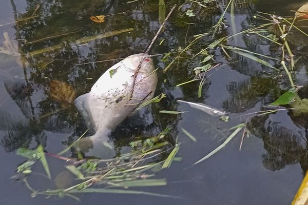 Un poisson décomposé flottant parmi les débris végétaux dans le Lac Bleu