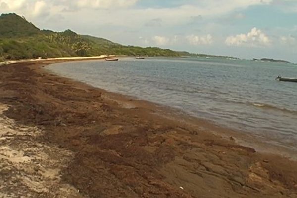 Algues sargasses entre cap ferré et l'Anse Trabaud à Sainte-Anne