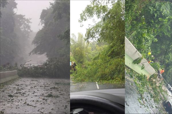 Exemple de végétations sur la route 